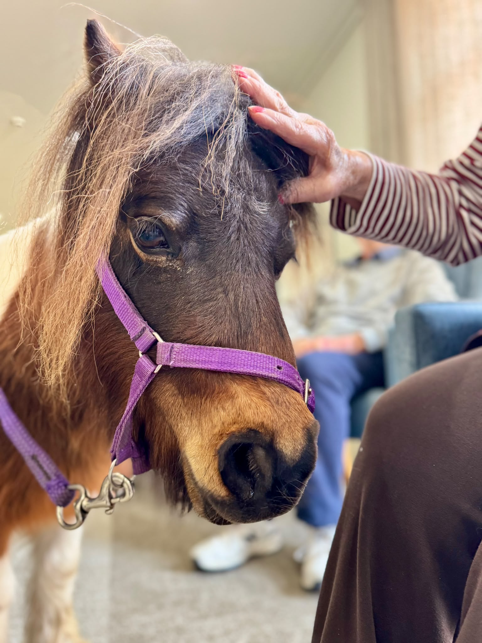 Peanut being gently patted by a smiling aged-care resident
