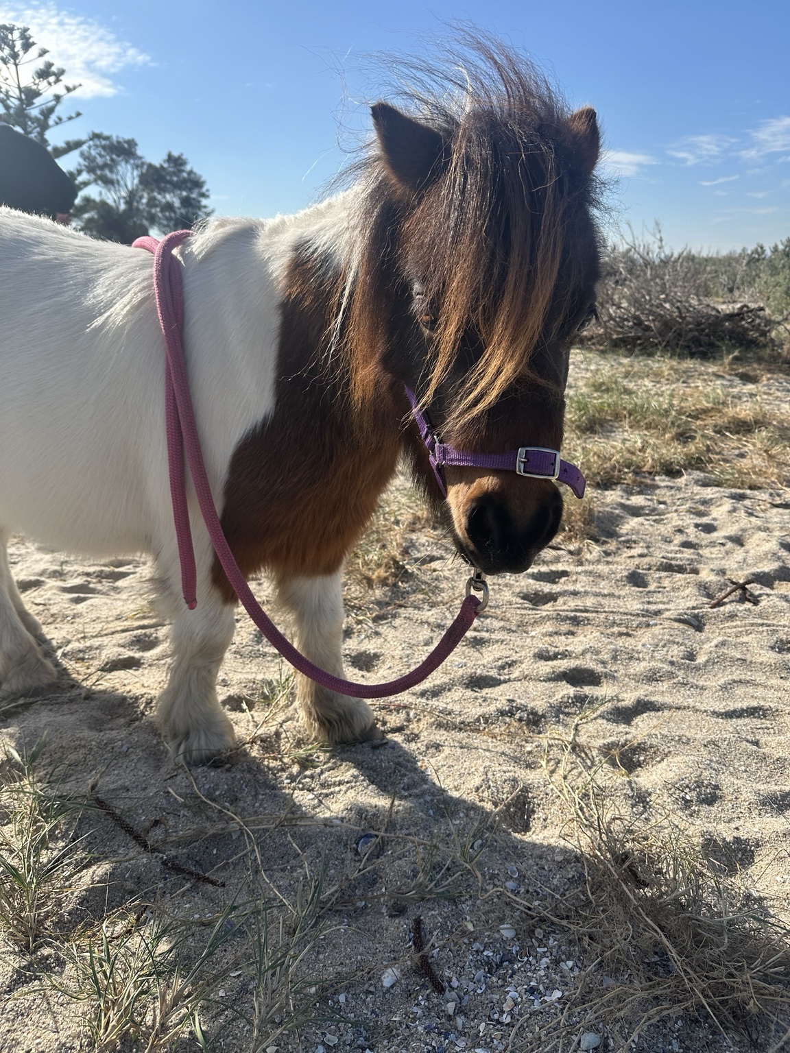 Peanut from Little Riders Pony Parties