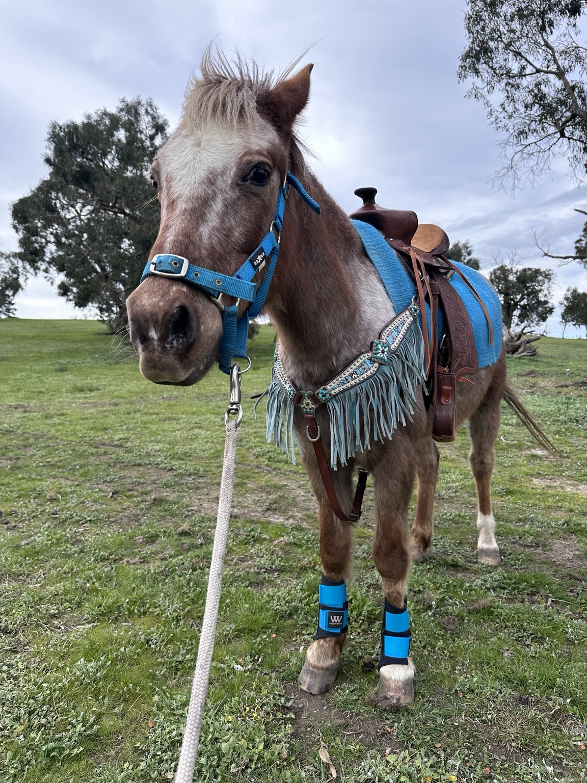 Rodeo from Little Riders Pony Parties